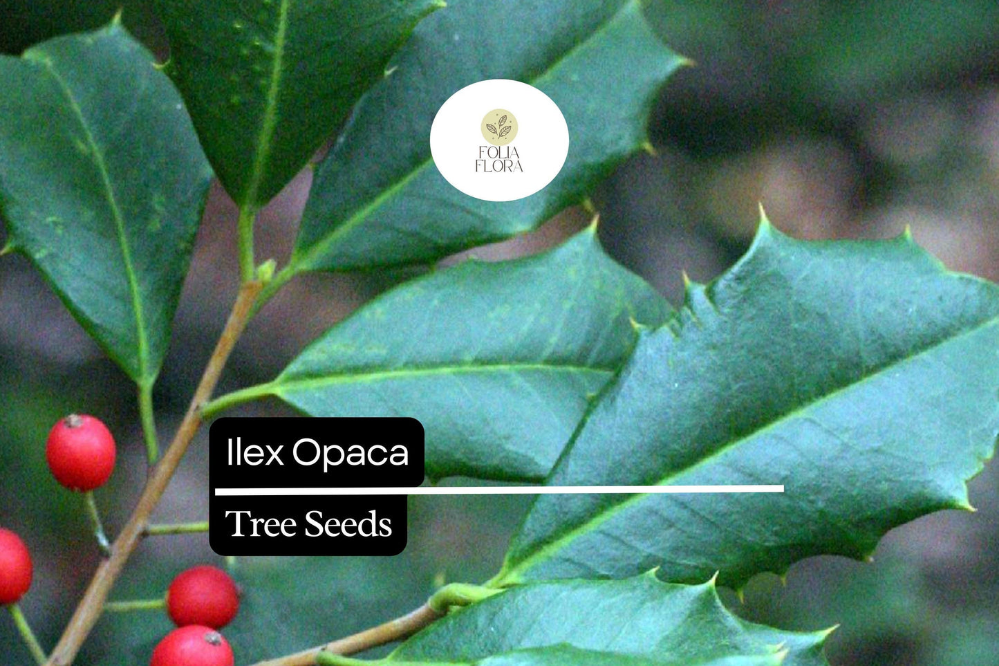 500mg Ilex Opaca, American Holly Seeds, Evergreen Tree with Red Berries