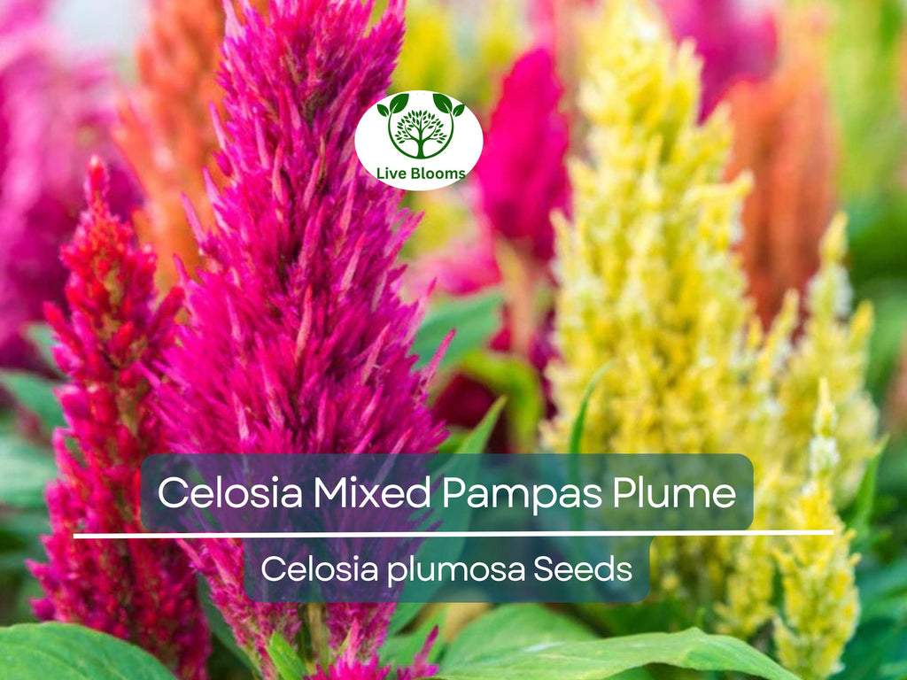50 Seeds Celosia Mixed Pampas Plume, Non-GMO, Striking Colors, Cut & Dried Flowers, Garden, Decorative Blooms, Perennial