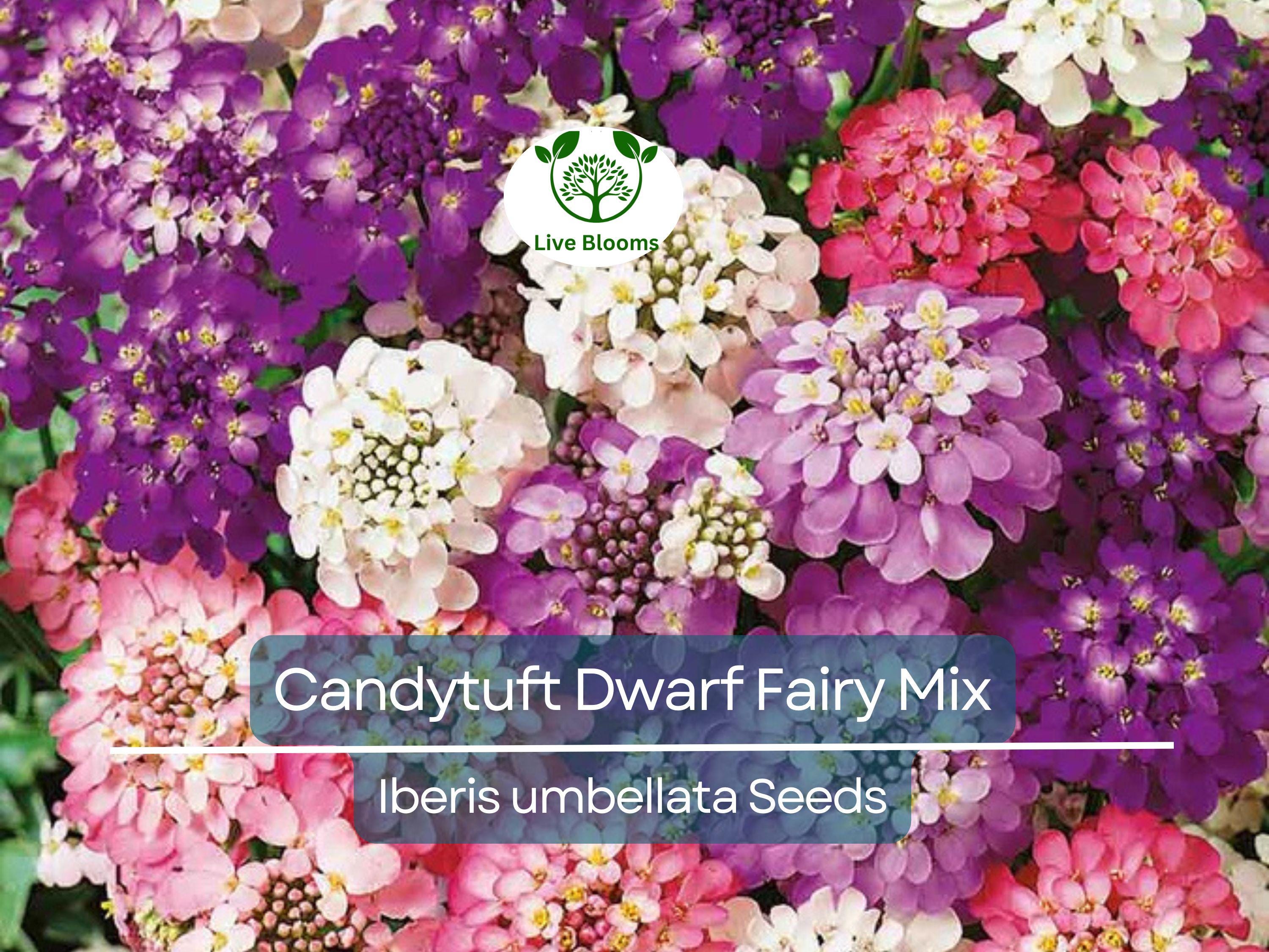 1000 Candytuft Dwarf Fairy Mix Seeds - Iberis Umbellata, Heirloom, Groundcover, Non-GMO, Pollinator Flower Seeds