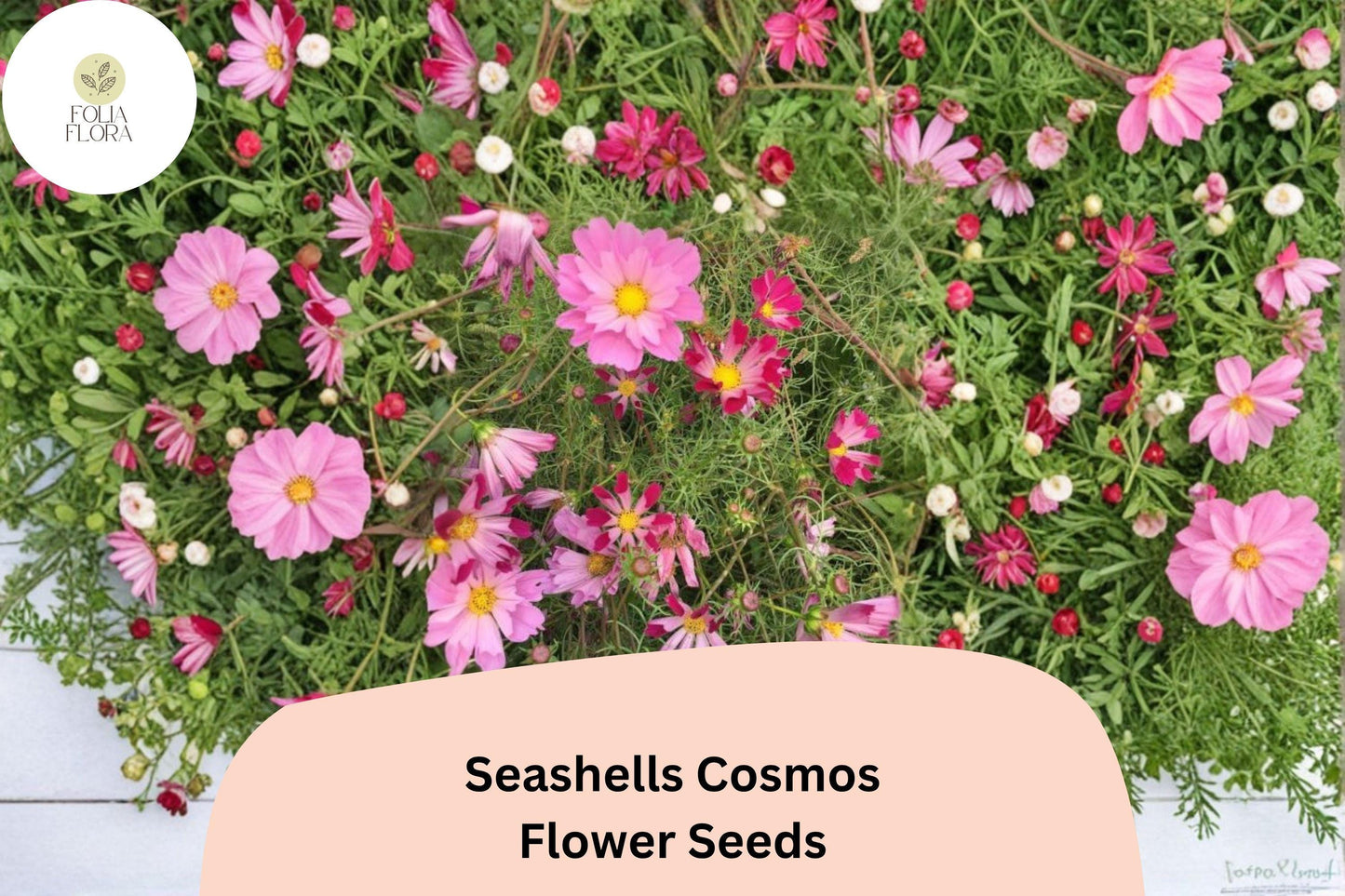 200+ Seashells Cosmos Seeds | Cosmos Bipinnatus Fluted Pink & White Blooms | Annual Garden Flower Seeds for Planting