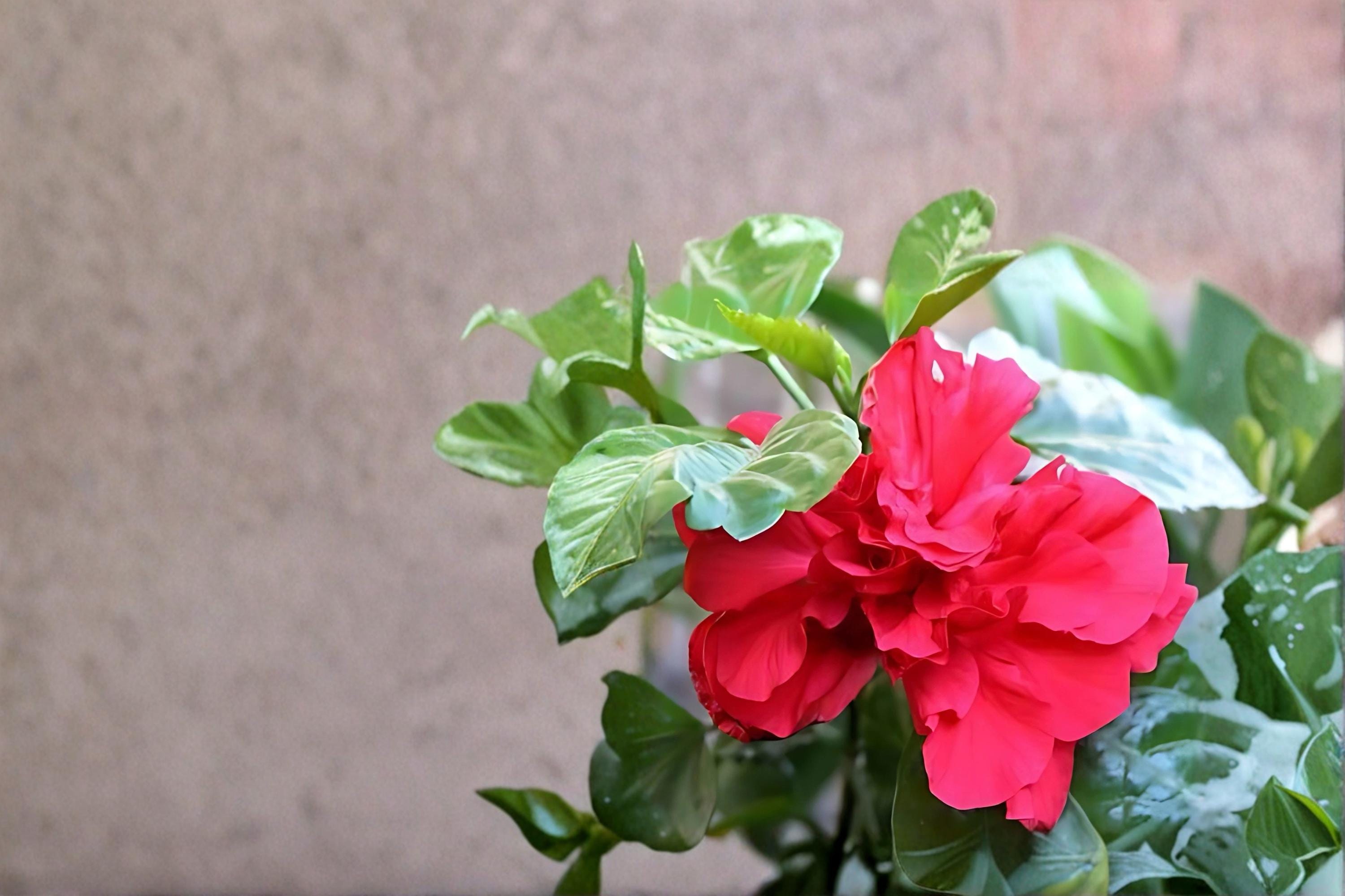 Red Althea 2 Live Plants 2ft Tall (Hibiscus syriacus) Rose of Sharon Shrub