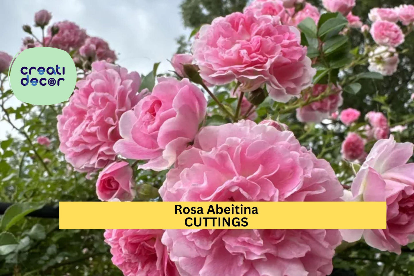 5 Pink Climbing Rose Cuttings | Heirloom Pine Rose Bush Starter | Unrooted Garden Propagation | Hardy Flowering Vine Rose