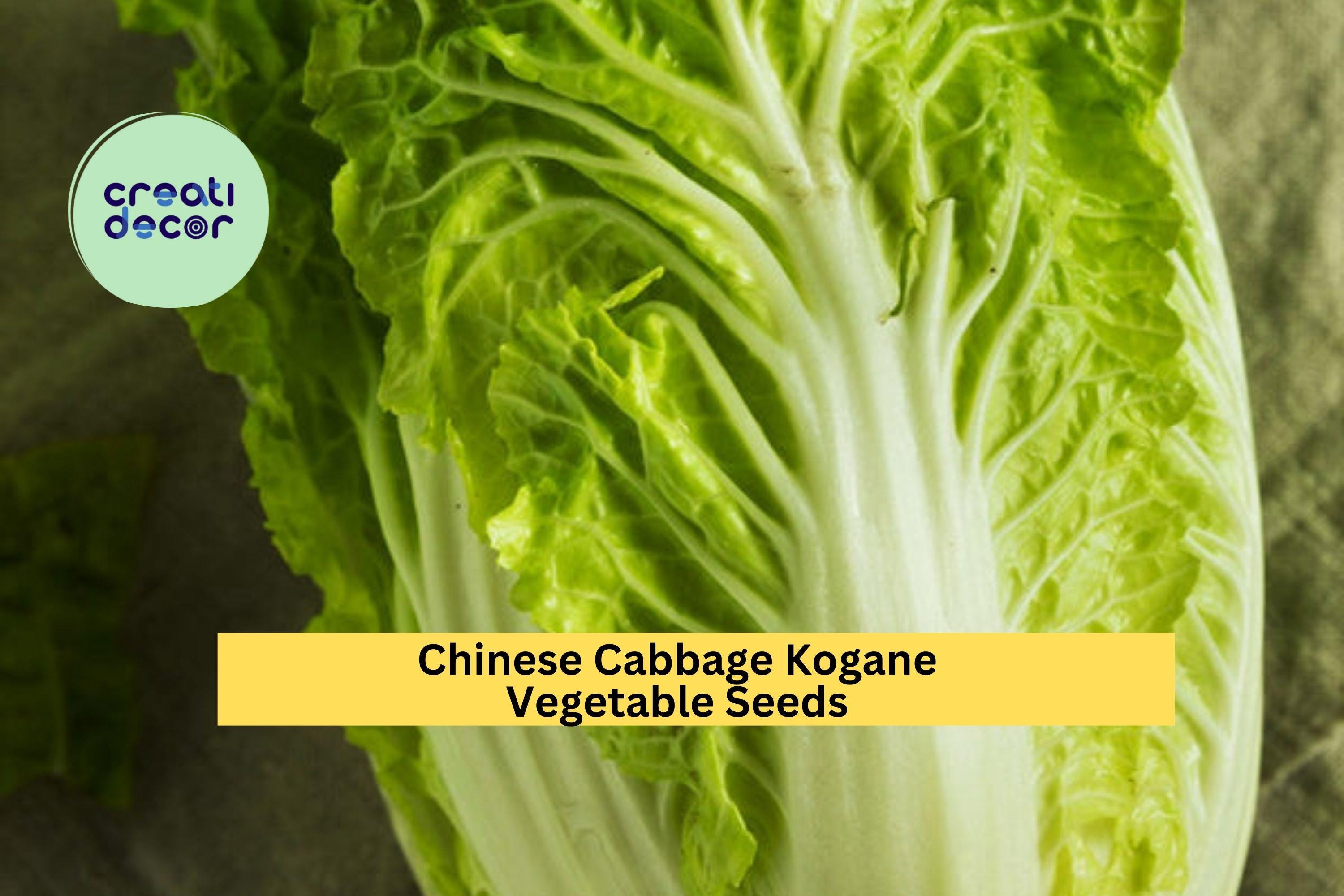 3pcs x 500mg Chinese Cabbage Kogane Seeds – Crisp Asian Greens for Garden Beds, Raised Rows, or Container Growing Seeds for Planting