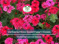 100 Seeds Verbena Moss Sweetheart Kisses (Verbena hybrida) Perennial Flowers for Butterflies & Bees, Vibrant Garden Blooms