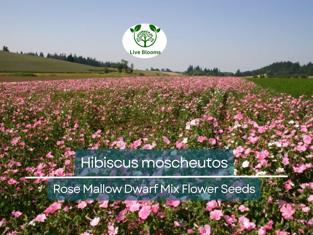40 Seeds Rose Mallow Dwarf Mix (Hibiscus moscheutos) - Colorful Perennial Flower, Compact, Ideal for Gardens, Attracts Pollinators