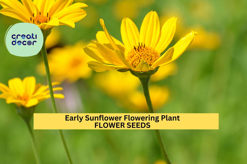 3pcs of 250mg Early Sunflower – Bright Yellow Blooms, Fast-Growing, Pollinator-Friendly Garden Flower Seeds for Planting