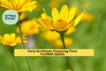 3pcs of 250mg Early Sunflower – Bright Yellow Blooms, Fast-Growing, Pollinator-Friendly Garden Flower Seeds for Planting