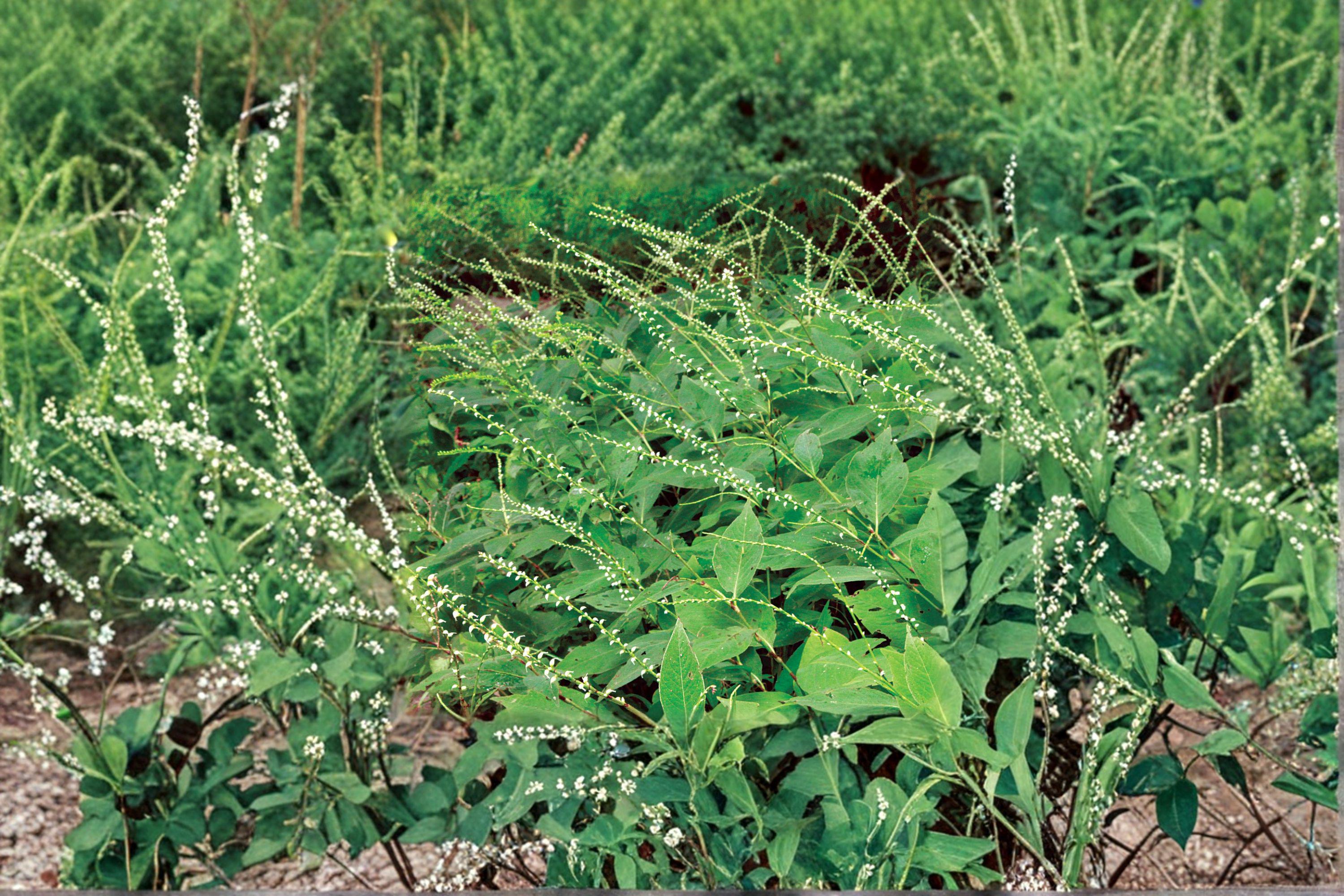 Virginia Knotweed – Persicaria virginiana (Syn. Polygonum virginianum), Native Woodland Perennial (15 Seeds)