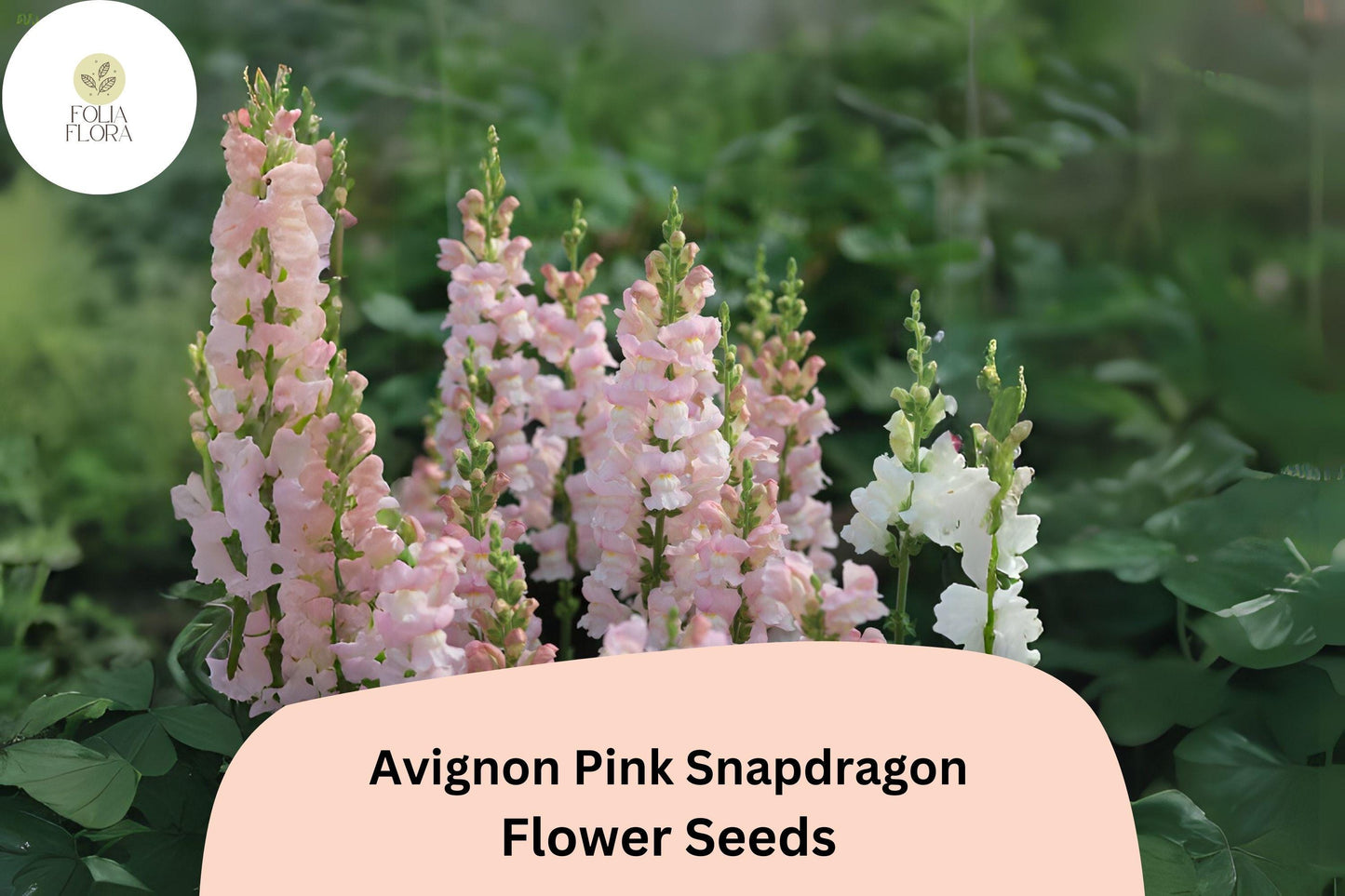 Avignon Pink Snapdragon Seeds (Antirrhinum majus) | 1000+ Seeds | Elegant Pink Blooms for Gardens & Borders