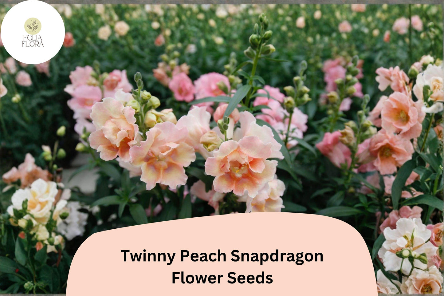1000+ Twinny Peach Snapdragon Seeds | Antirrhinum majus | Double Peach Blooms for Beds, Borders & Pots