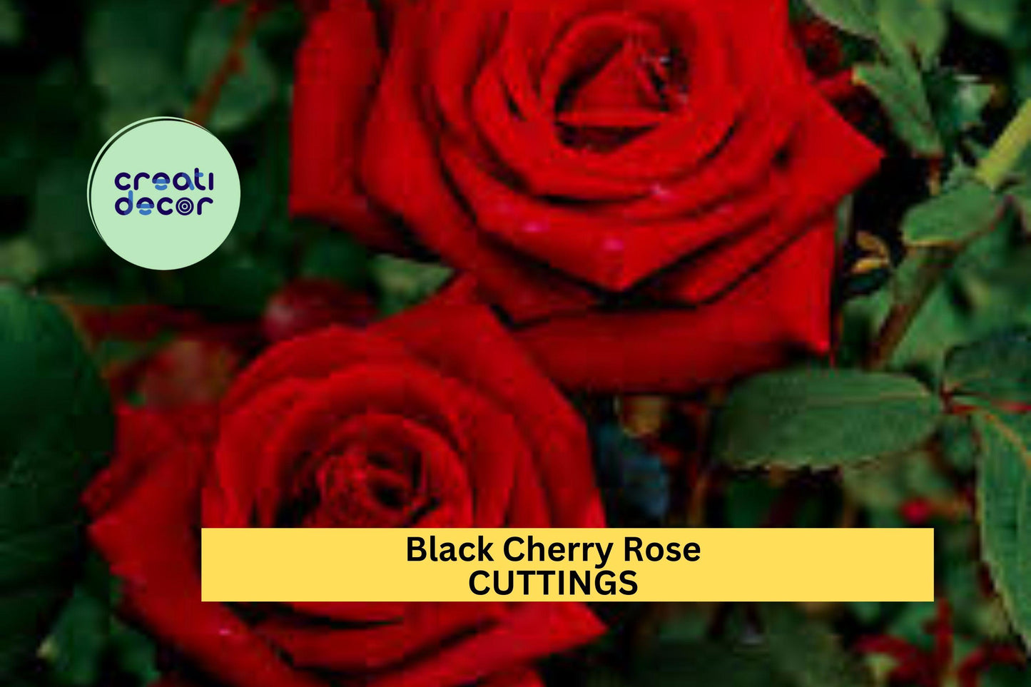 Super Rare Black Cherry Rose Cuttings (3) | Deep Red Rose for Grafting or Rooting | Unique Color Garden Rose Starter Pack