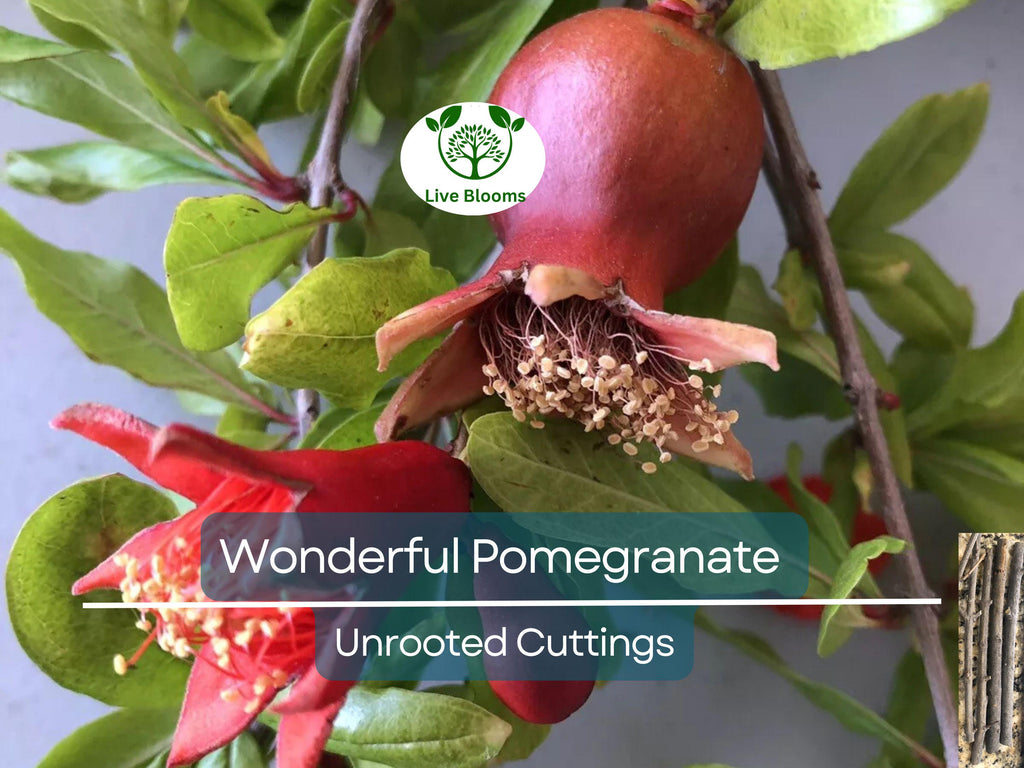 4 Wonderful Pomegranate Unrooted Cuttings 6-8" from Mature Plant, Punica Granatum, Fruit Tree Cuttings, Perfect for Rooting & Propagation