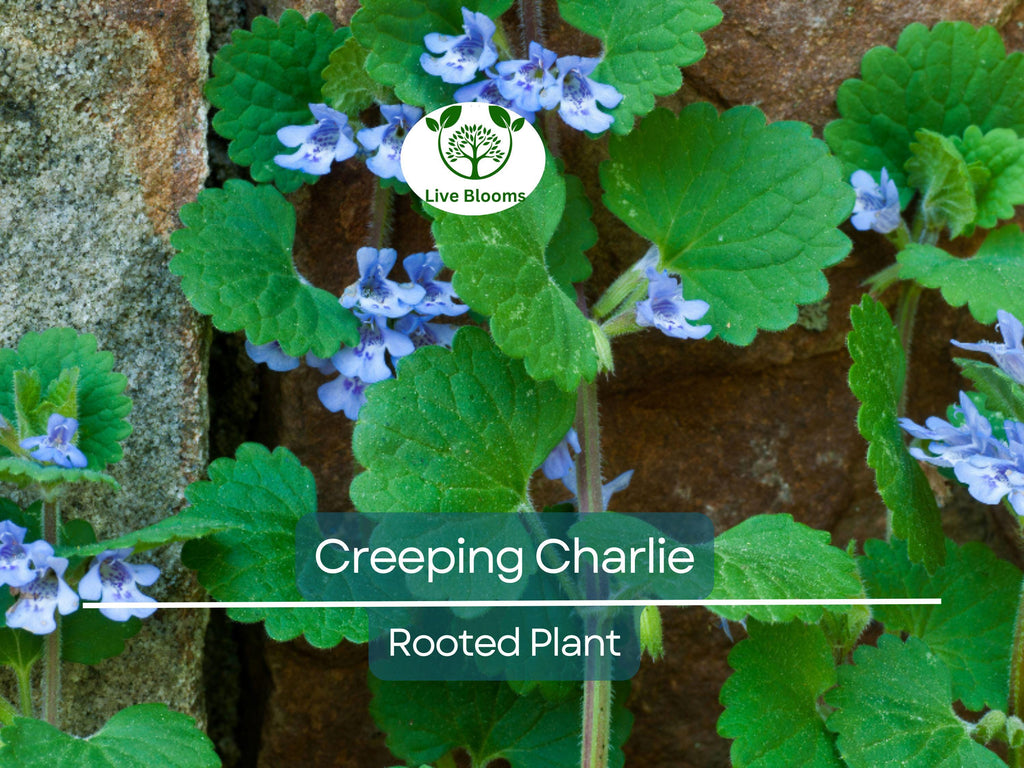 1 Creeping Charlie Friendship Plant - Live Plant, Pilea Nummulariifolia, Ground Cover, Easy Care, Indoor Outdoor, Unique Trailing Vine