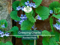 1 Creeping Charlie Friendship Plant - Live Plant, Pilea Nummulariifolia, Ground Cover, Easy Care, Indoor Outdoor, Unique Trailing Vine