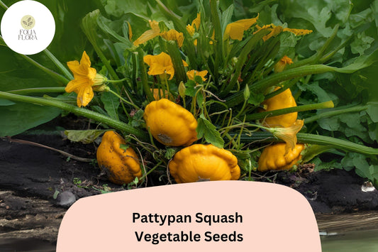 25+ Pattypan Squash Seeds for Planting | Summer Scallop Squash | Easy Heirloom Vegetable Garden Seeds