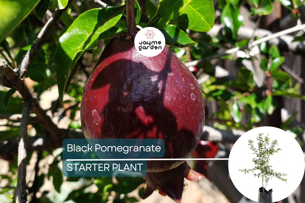 Black Pomegranate Tree Live 1-2 ft Fruit Tree | Hardy Tropical Varieties | Delicious, Antioxidant-Rich Fruit | Easy Care for Gardens