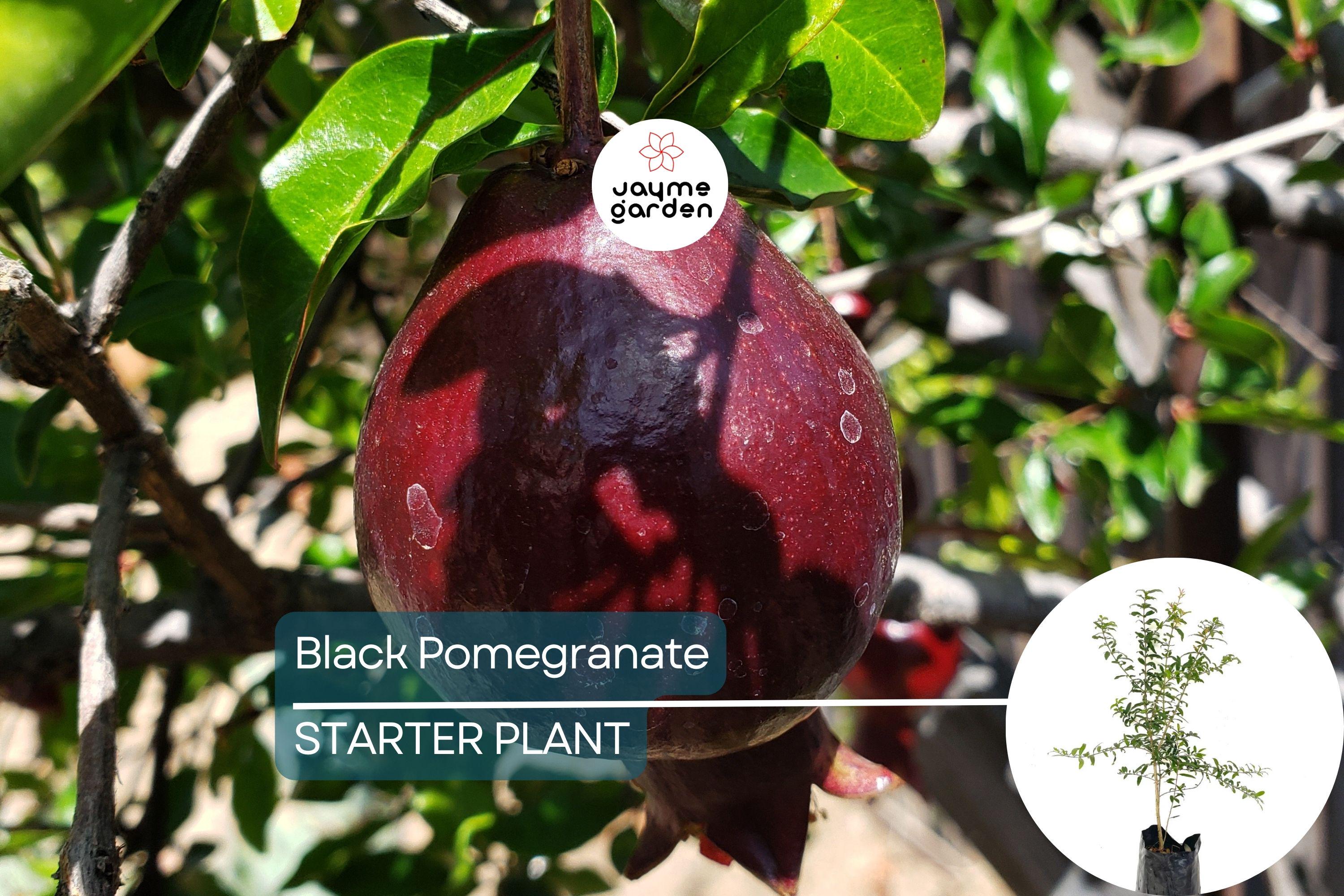 Black Pomegranate Tree Live 1-2 ft Fruit Tree | Hardy Tropical Varieties | Delicious, Antioxidant-Rich Fruit | Easy Care for Gardens