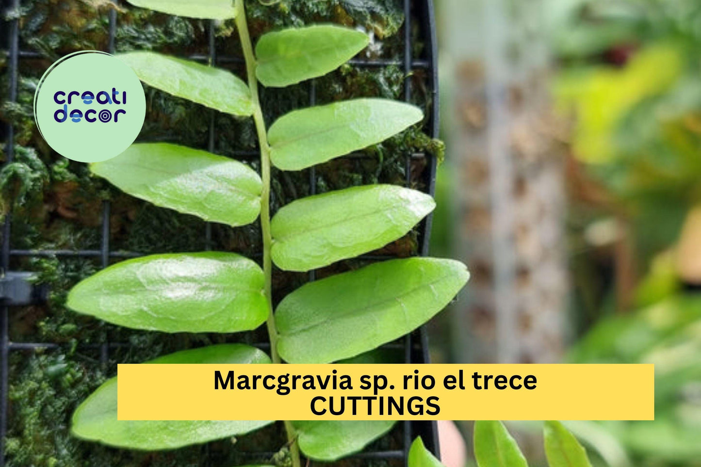 1 Marcgravia sp. Rio El Trece Cutting – 10 Leaf Puerto Rico Shingling Vine for Terrariums, Vivariums & Humid Displays – USA