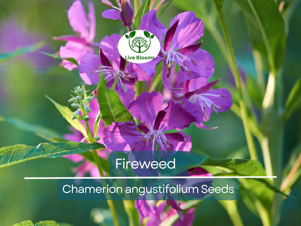 500 Fireweed Seeds | Rosebay (Chamerion angustifolium) | Perennial Herb Flower | Bulk, Wildflower, Pollinator, Native Plant