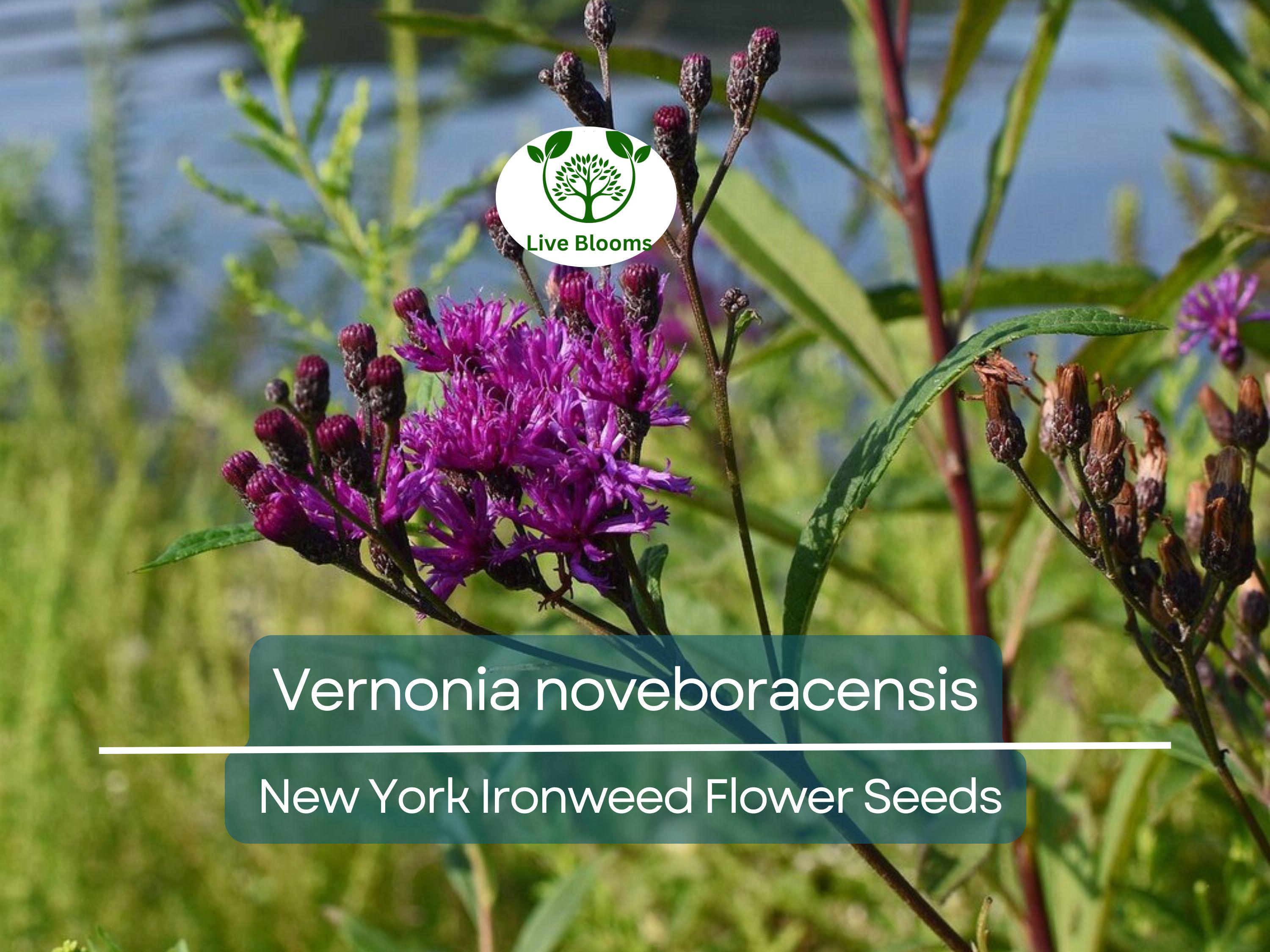 500 mg Seeds Vernonia noveboracensis (New York Ironweed) for Planting | Native Perennial Wildflower for Pollinator Gardens