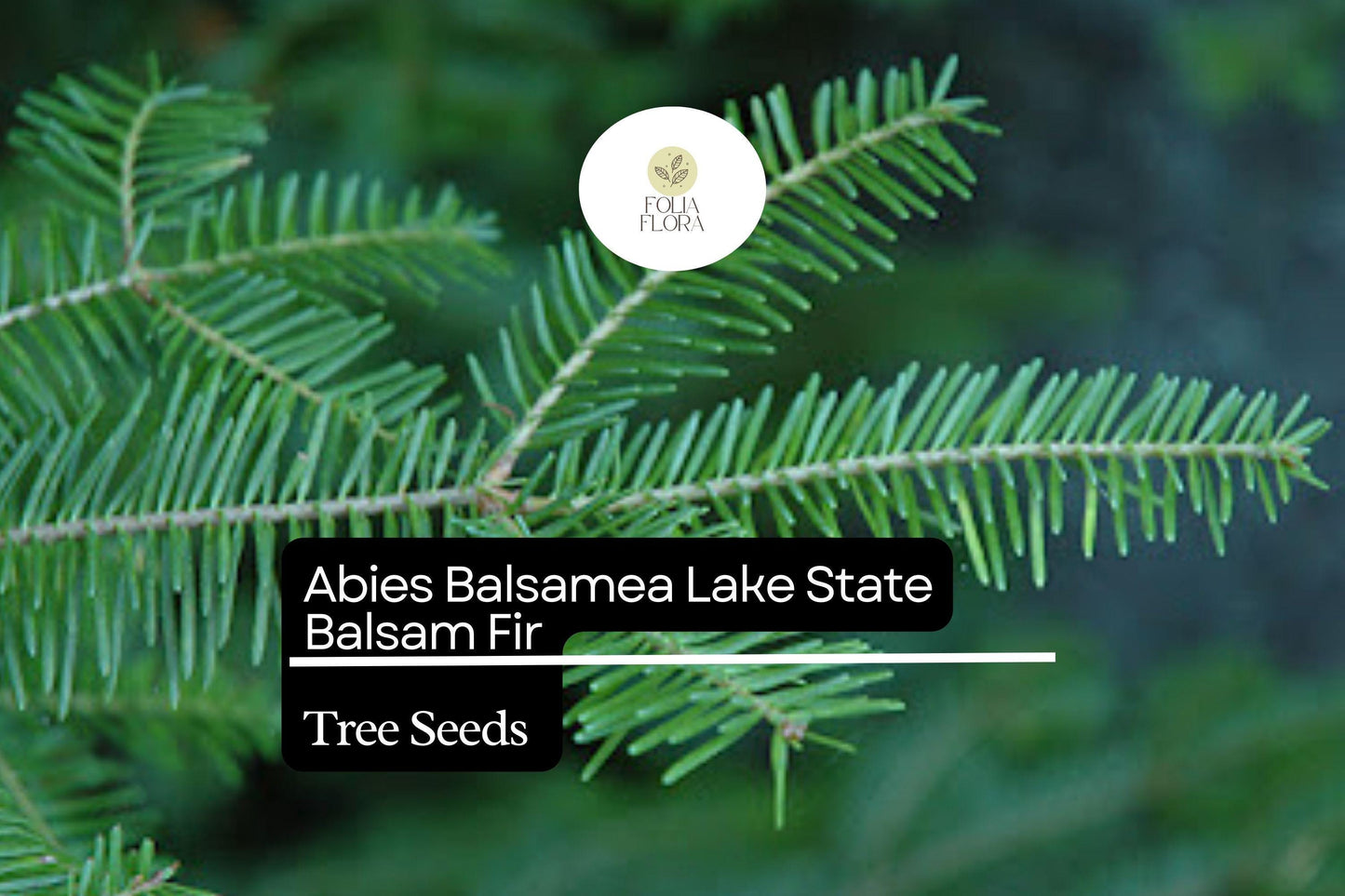 Balsam Fir Seeds 250mg | Abies balsamea | Lake State Balsam Fir, Evergreen Conifer, Fragrant Needle Tree, Hardy, Wildlife-Friendly