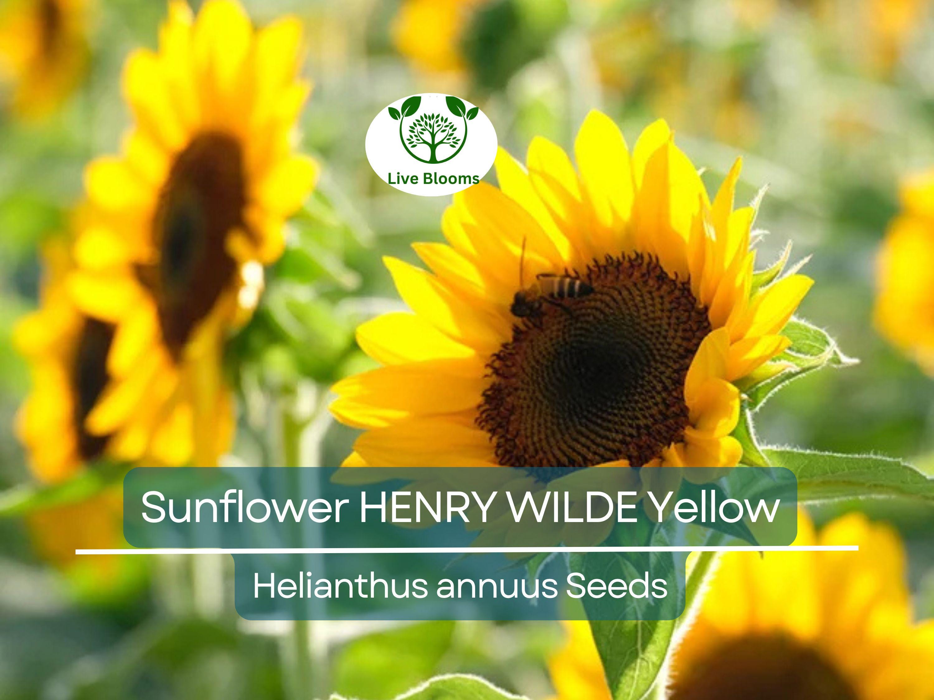100 Seeds Sunflower HENRY WILDE Yellow (Helianthus annuus), Multiple Blooms, Attracts Birds, Bees & Butterflies, Perfect for Garden, Non-GMO