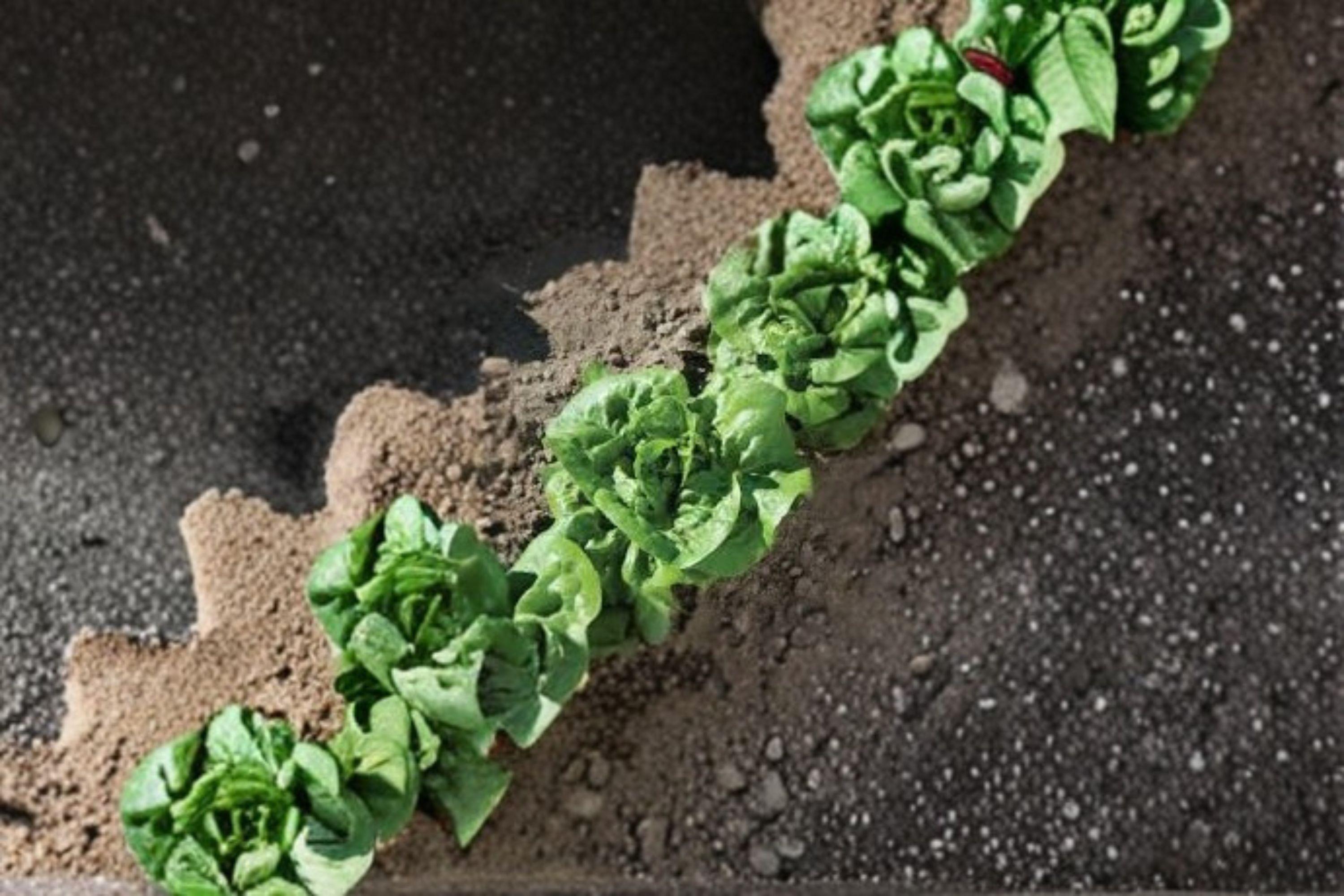Buttercrunch – Butterhead Lettuce 700 Seeds | Classic Heirloom Lettuce | Sweet & Tender Leaves | Heat-Tolerant Butterhead