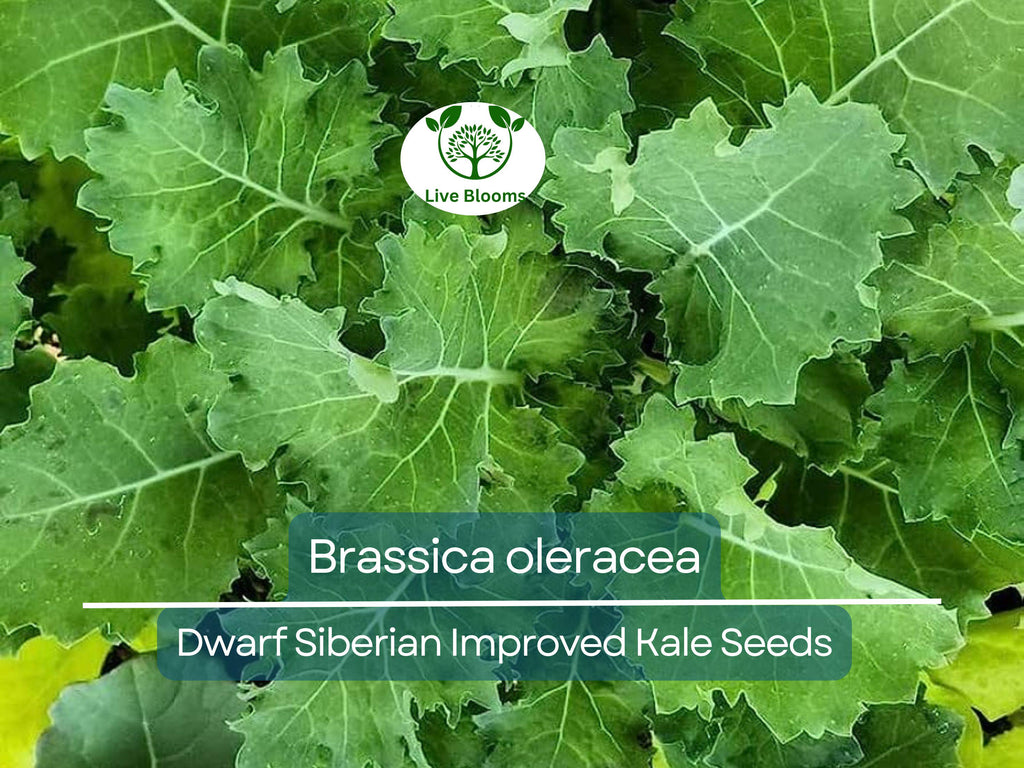 250 Kale Dwarf Siberian Improved Seeds – Brassica oleracea – Nutrient-Rich Greens for Planting, Easy to Grow, Perfect for Cooking & Salads