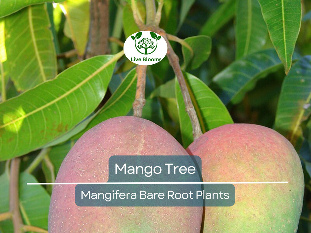 1 Mango Tree – Live Tropical Fruit Plant 6–9” Seedling – Bare Root Mango Tree for Container or Garden – Mangifera indica