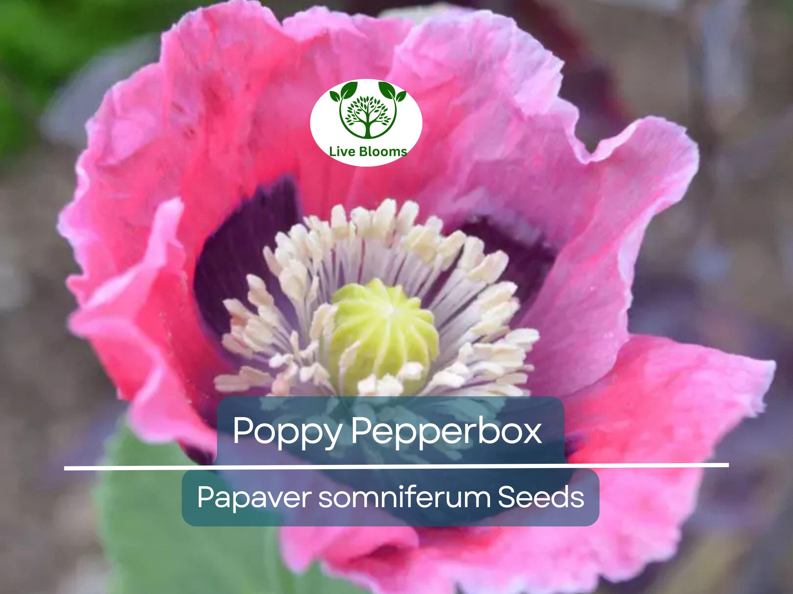 1000 Poppy Pepperbox Seeds, Pink/Purple Culinary Grade, Large Blooms, Non-GMO, USA Grown, Edible Flowers for Garden & Cooking
