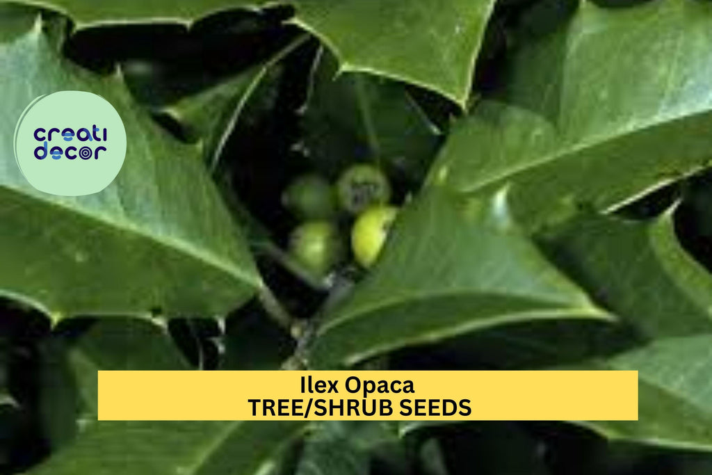 3pcs x 500mg Ilex opaca Seeds – American Holly Evergreen Tree Seeds for Landscape, Privacy Screens, or Wildlife Gardens