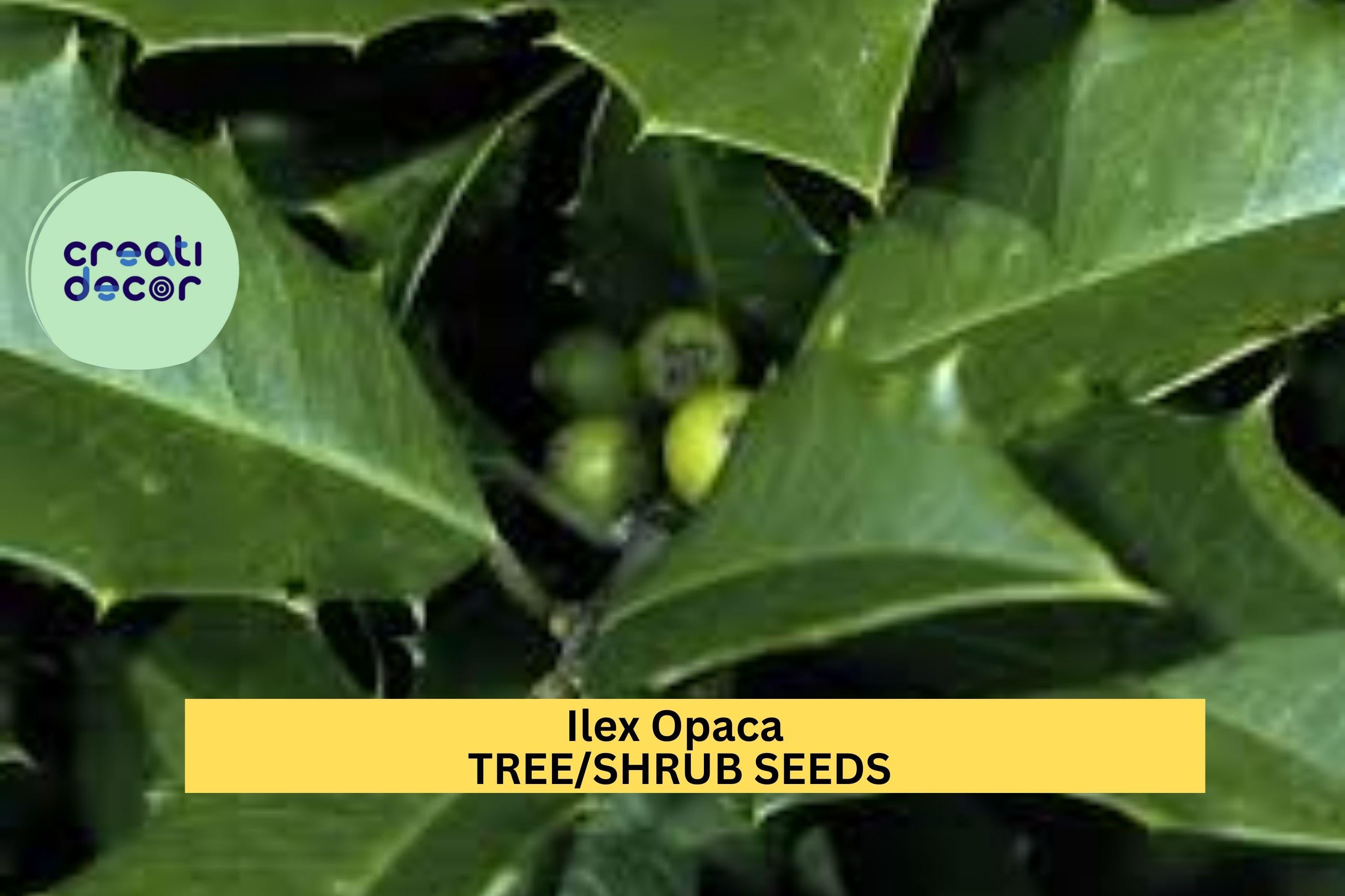 3pcs x 500mg Ilex opaca Seeds – American Holly Evergreen Tree Seeds for Landscape, Privacy Screens, or Wildlife Gardens