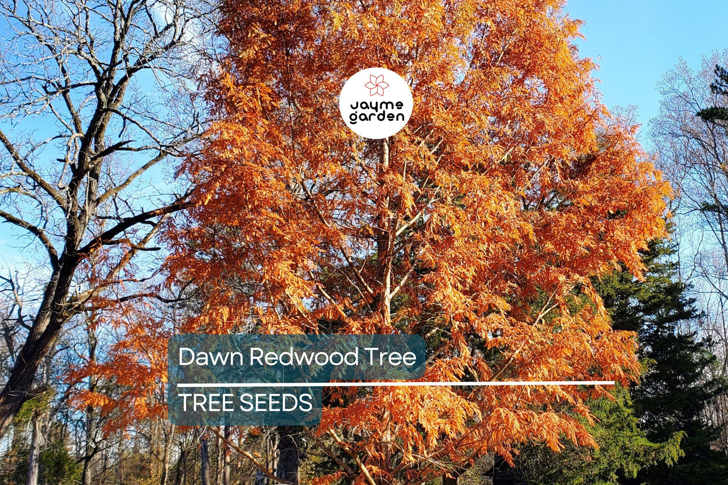25 Dawn Redwood Tree Seeds (Metasequoia glyptostroboides) – Fast-Growing Hardy Bonsai, Fall Color, USDA Zones 5-8, Rare Garden Treasure