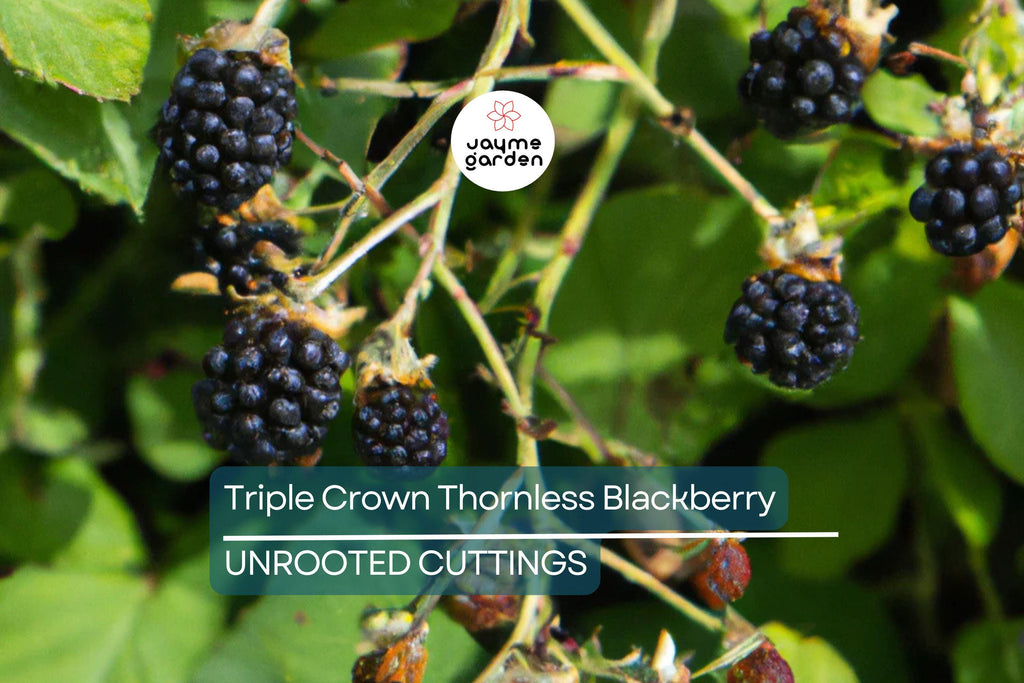 7 Premium Organic Triple Crown Thornless Blackberry Cuttings 6"-10" | Sweet Juicy Berries | Easy to Grow | Unrooted Starter Plants