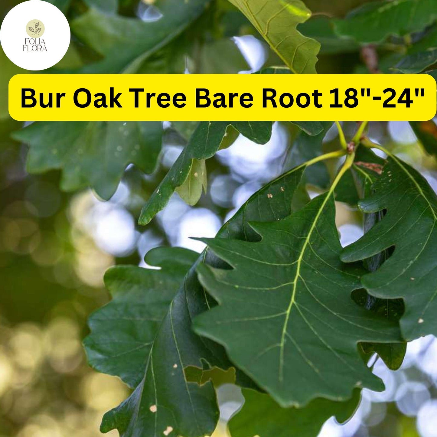 1 Quercus macrocarpa Bur Oak Tree - Live Bare Root Plant 18"-24" for Zones 3-8 - Hardy Shade Tree
