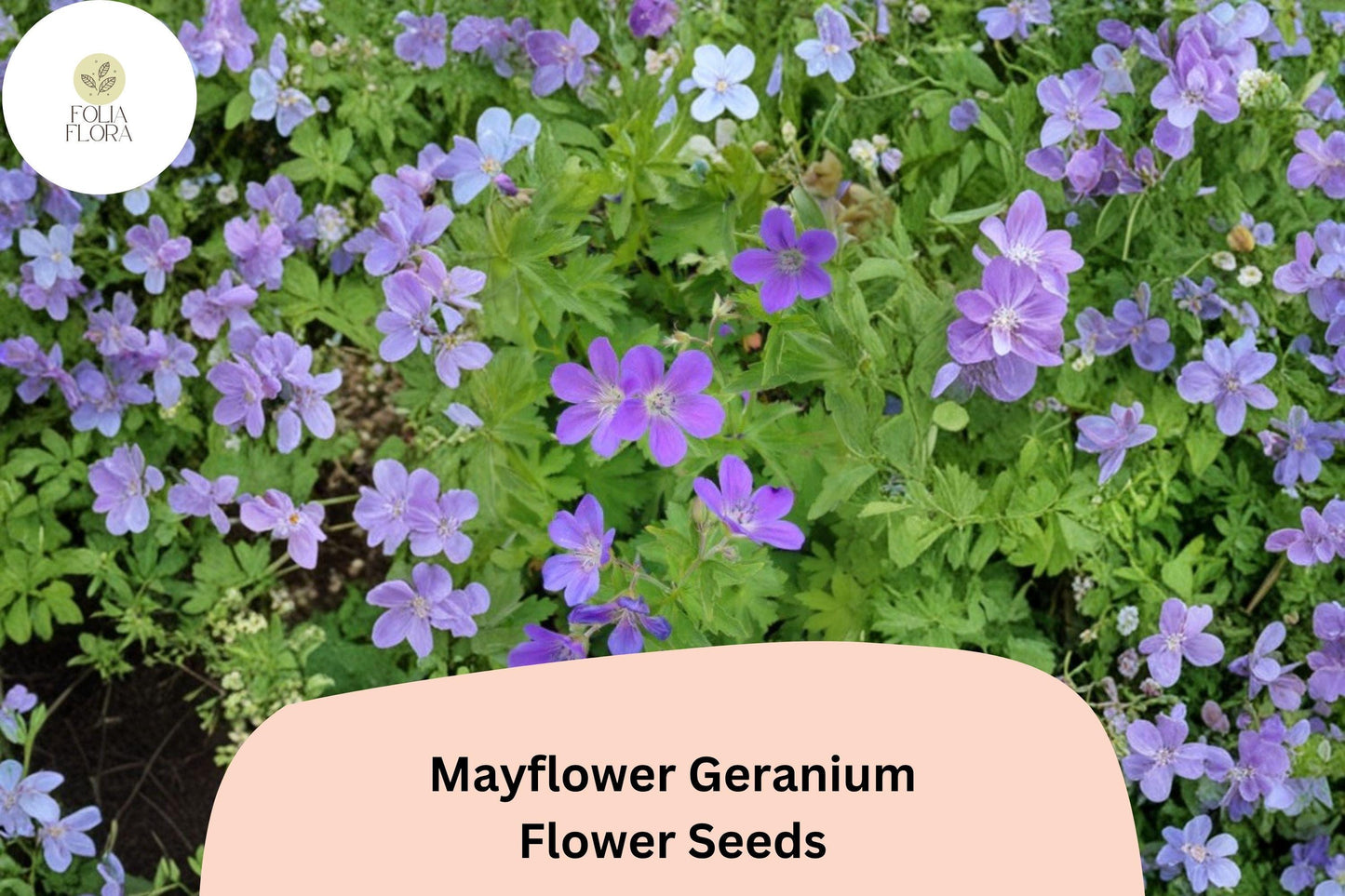 25+ Mayflower Geranium Seeds | Hardy Perennial | Purple Geranium Blooms for Garden & Pollinator Borders