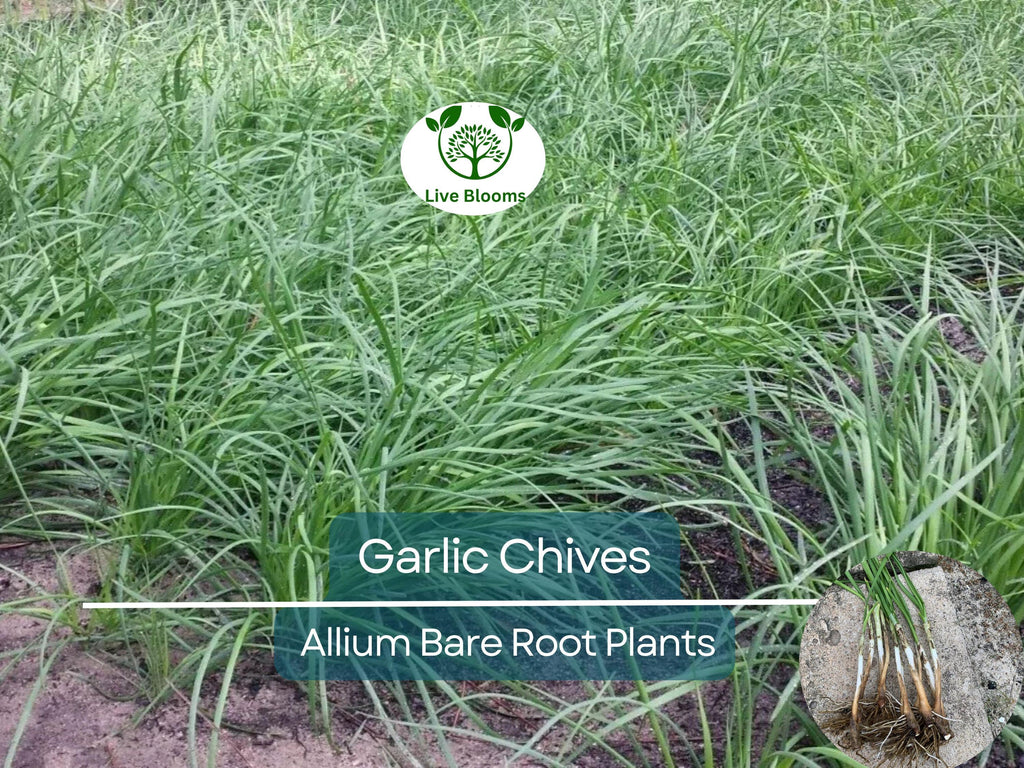 35 Garlic Chives Plants - Live Bare Root Organic Leek - Allium tuberosum, Edible Perennial Herb, Non-GMO, Hardy Garden Starter