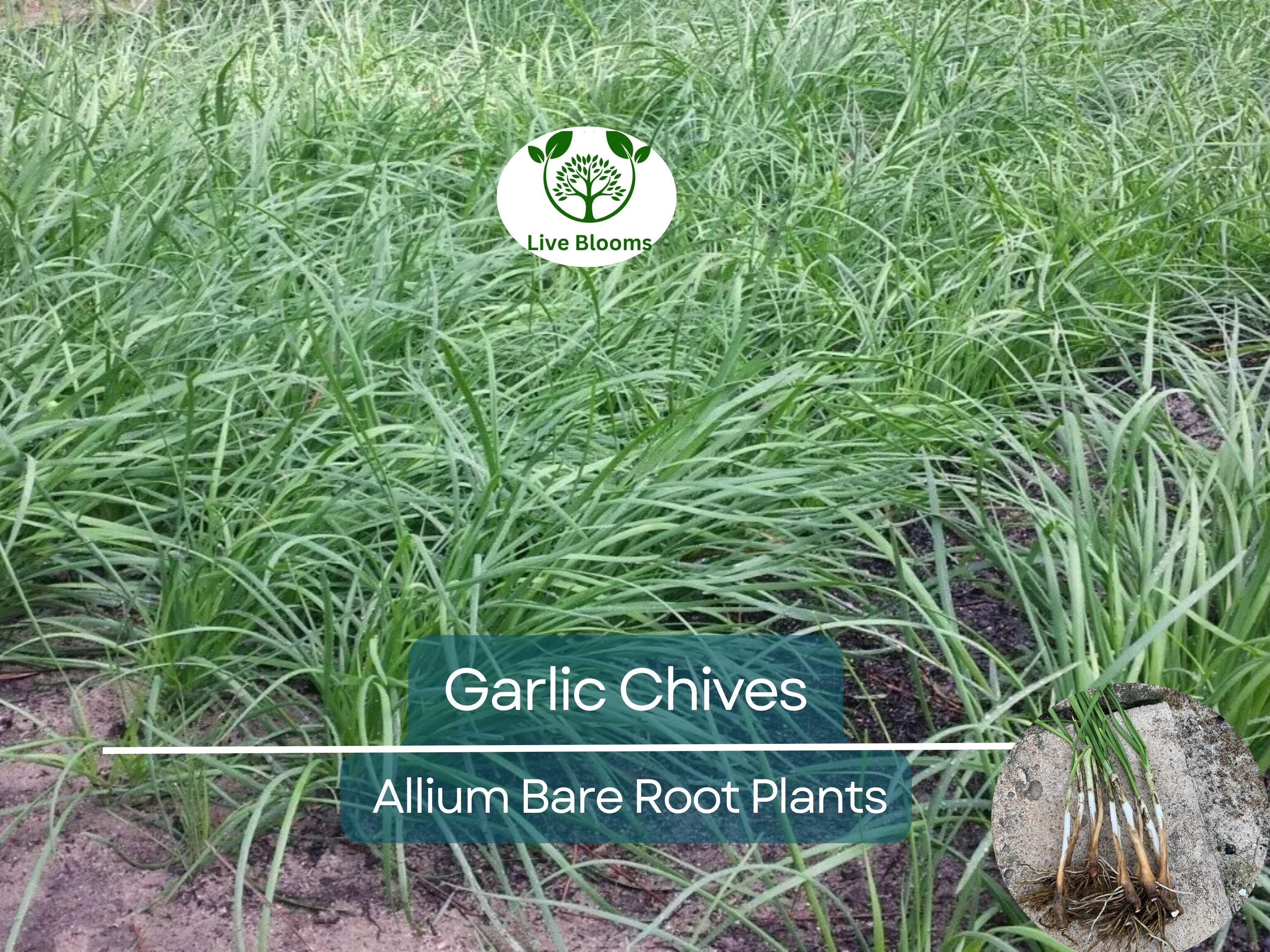 35 Garlic Chives Plants - Live Bare Root Organic Leek - Allium tuberosum, Edible Perennial Herb, Non-GMO, Hardy Garden Starter