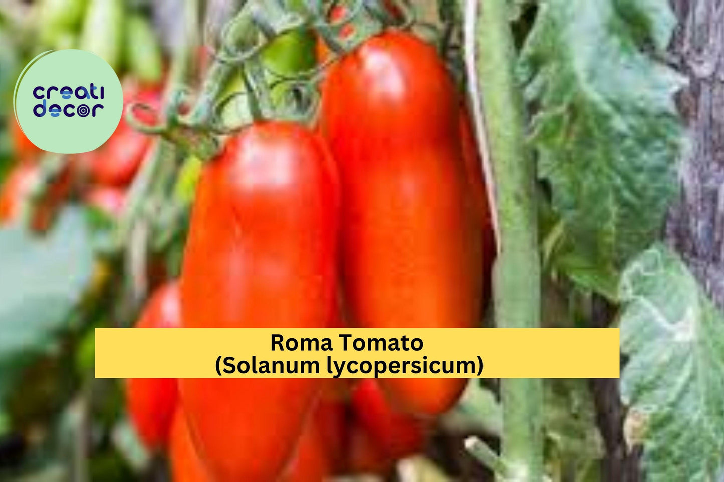 Roma Tomato Live Plants – Set of 3 – 6–10” Tall Garden Vegetables – Solanum lycopersicum Roma Variety