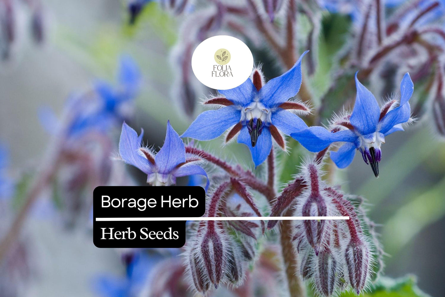 100 Seeds Borage (Borago officinalis) – Heirloom Herb for Pollinator Gardens and Edible Flowers