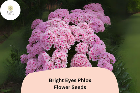100+ Bright Eyes Phlox Seeds for Planting | Phlox drummondii Annual Flower Seeds | Pink Blooms with Dark Eye for Garden & Beds