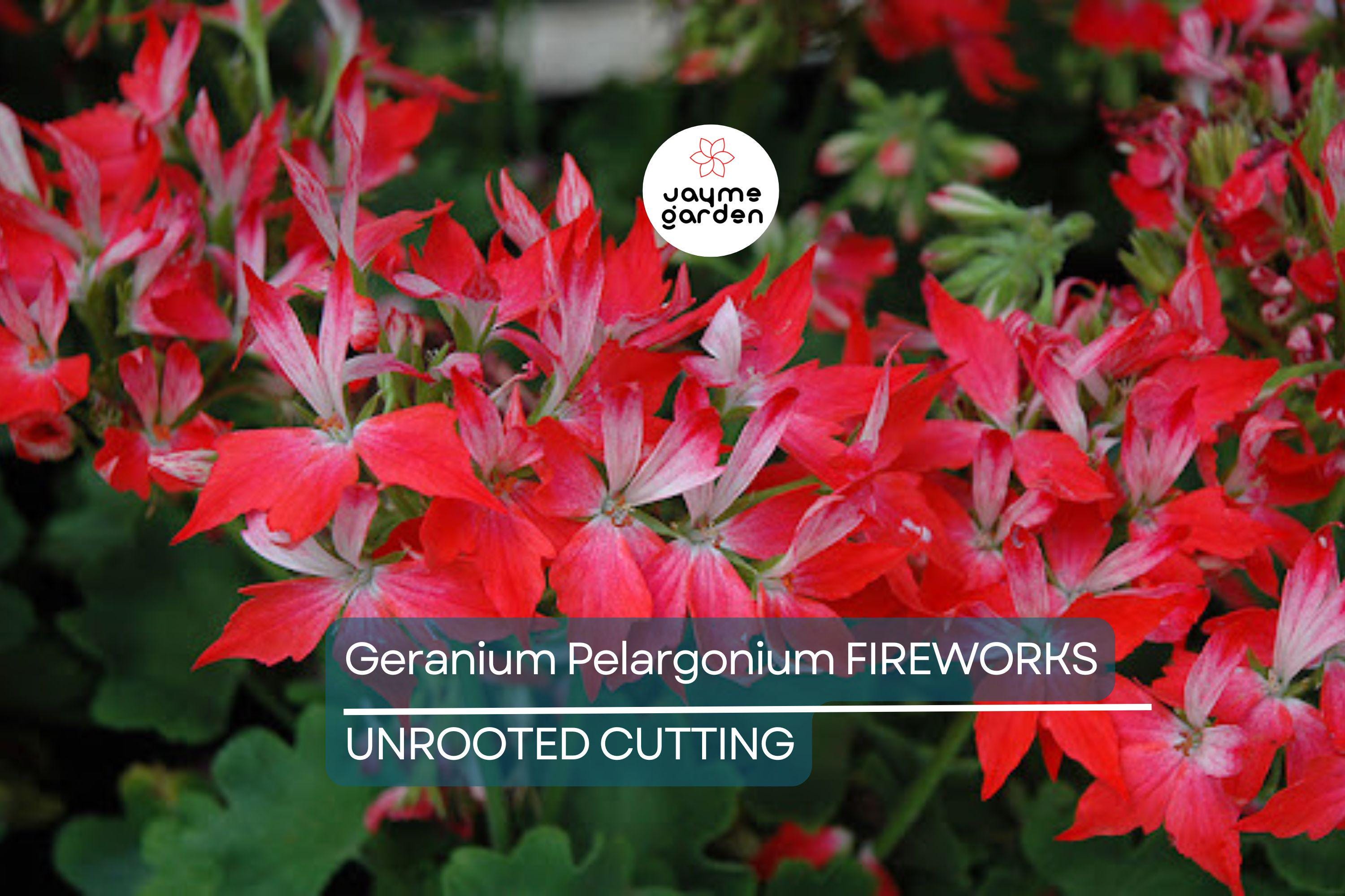 Geranium Pelargonium FIREWORKS – 3 Live 6" Unrooted Cuttings, Climbing Red Blooms
