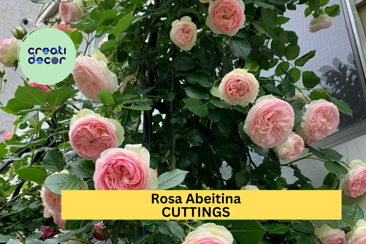 5 Pink Pine Rose Bush Cuttings – Heirloom Climbing Variety – Guaranteed to Grow – Fragrant Blooms – Easy to Root – USA