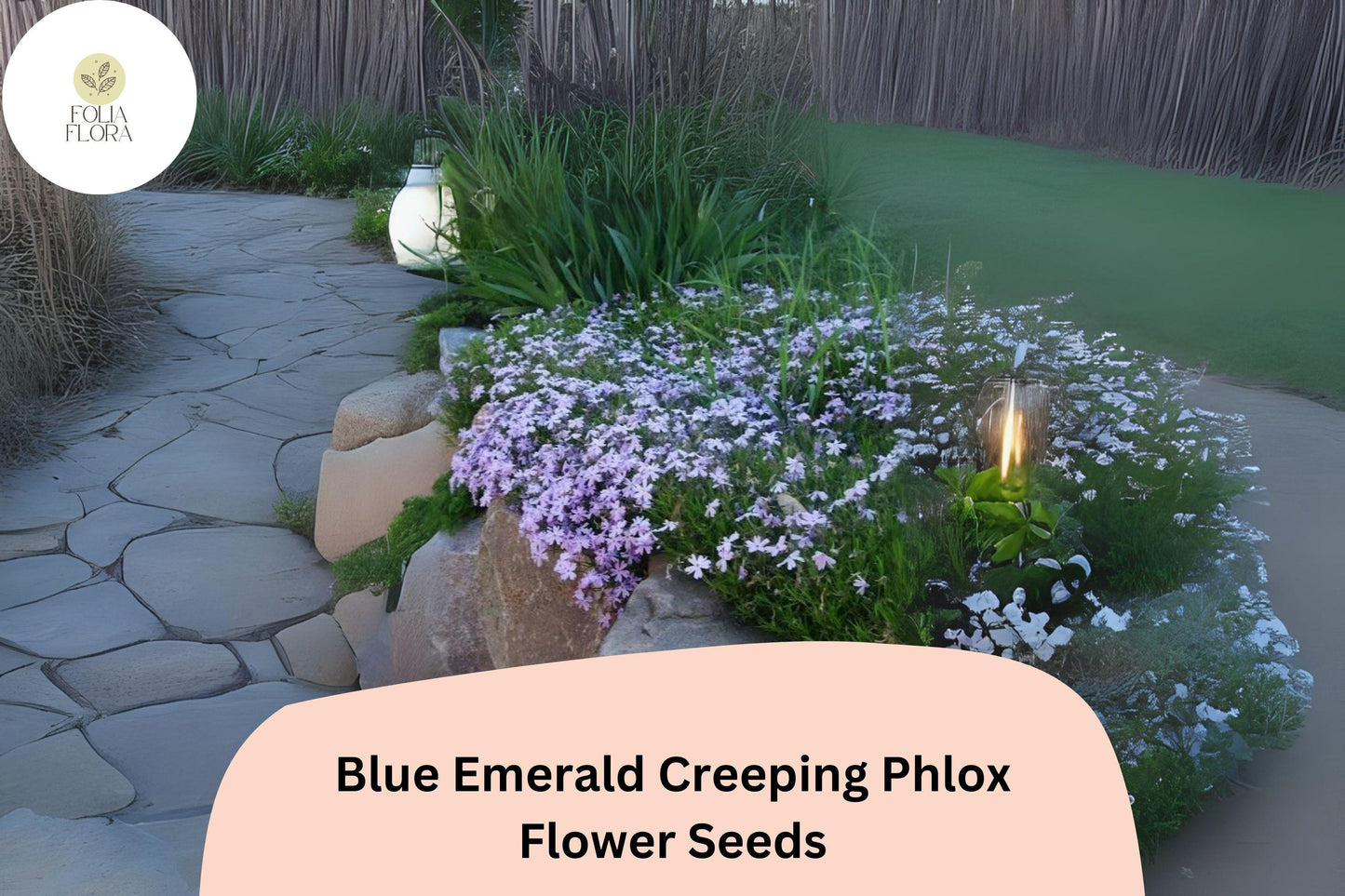 100+ Blue Emerald Creeping Phlox Seeds for Garden Planting | Phlox subulata | Ground Cover Perennial | Blue Flower Seeds