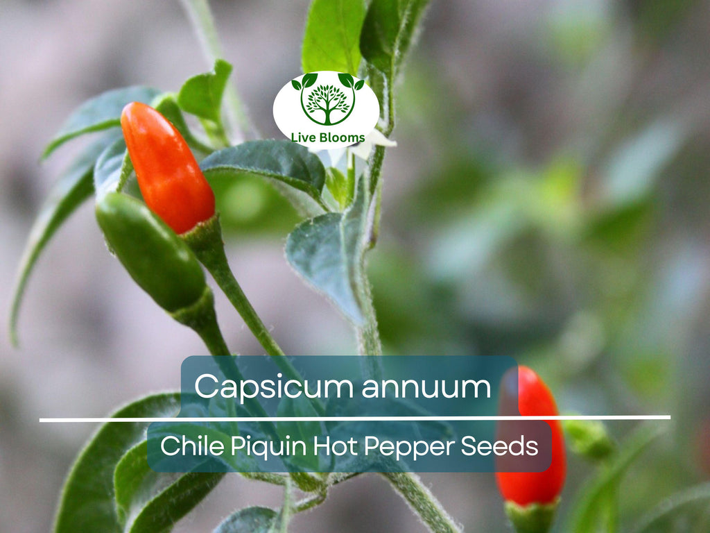 30 Seeds Chile Piquin Hot Pepper – Capsicum annuum | Heirloom Tiny Chili Peppers for Planting, Gardening & Spicy Culinary Use