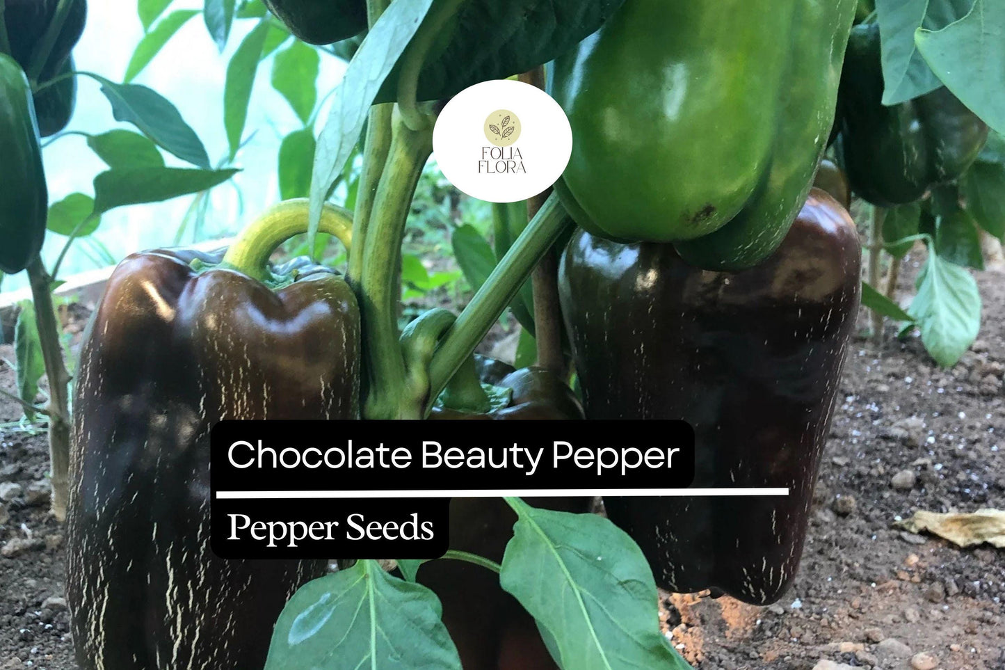 25 Chocolate Beauty Pepper Seeds – Capsicum annuum – Sweet Bell Pepper, Rich Chocolate Color, Non-GMO, Heirloom, Crisp & Juicy