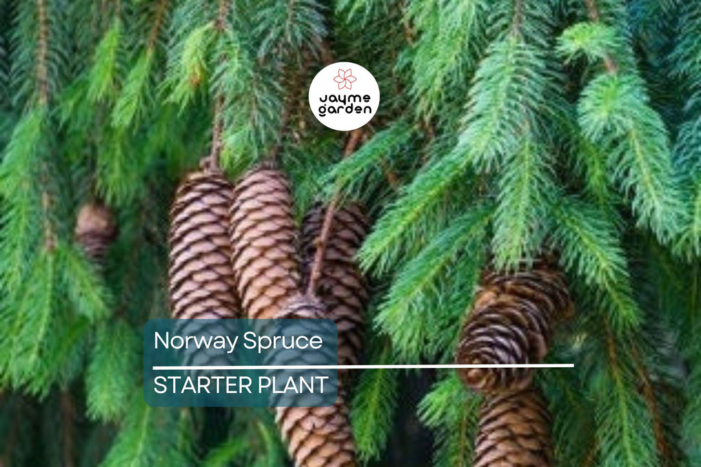 Norway Spruce Tree – Live Bare Root Plant, 12-18” Starter, Picea abies, Cold-Hardy Evergreen for Landscaping & Windbreaks
