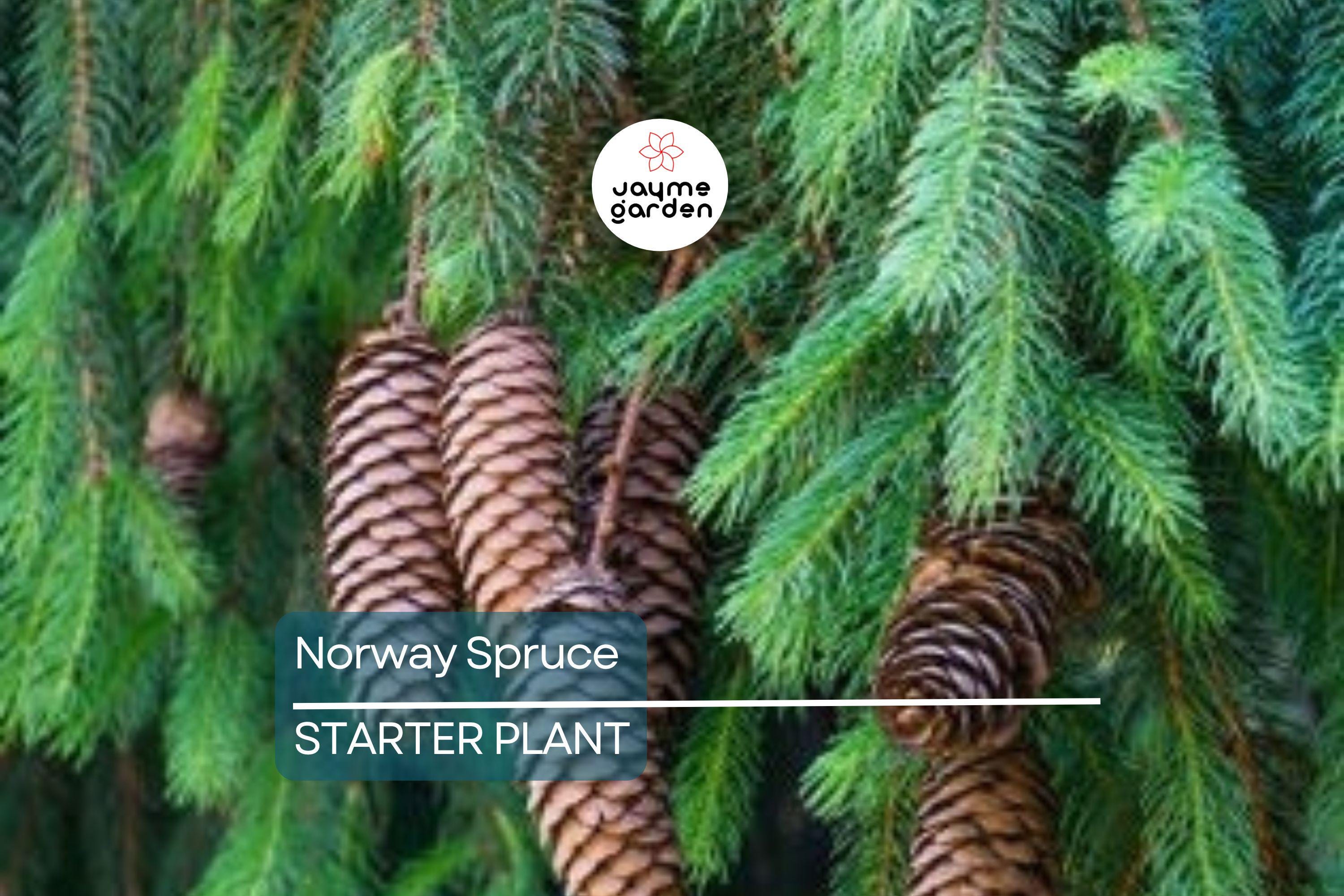 Norway Spruce Tree – Live Bare Root Plant, 12-18” Starter, Picea abies, Cold-Hardy Evergreen for Landscaping & Windbreaks