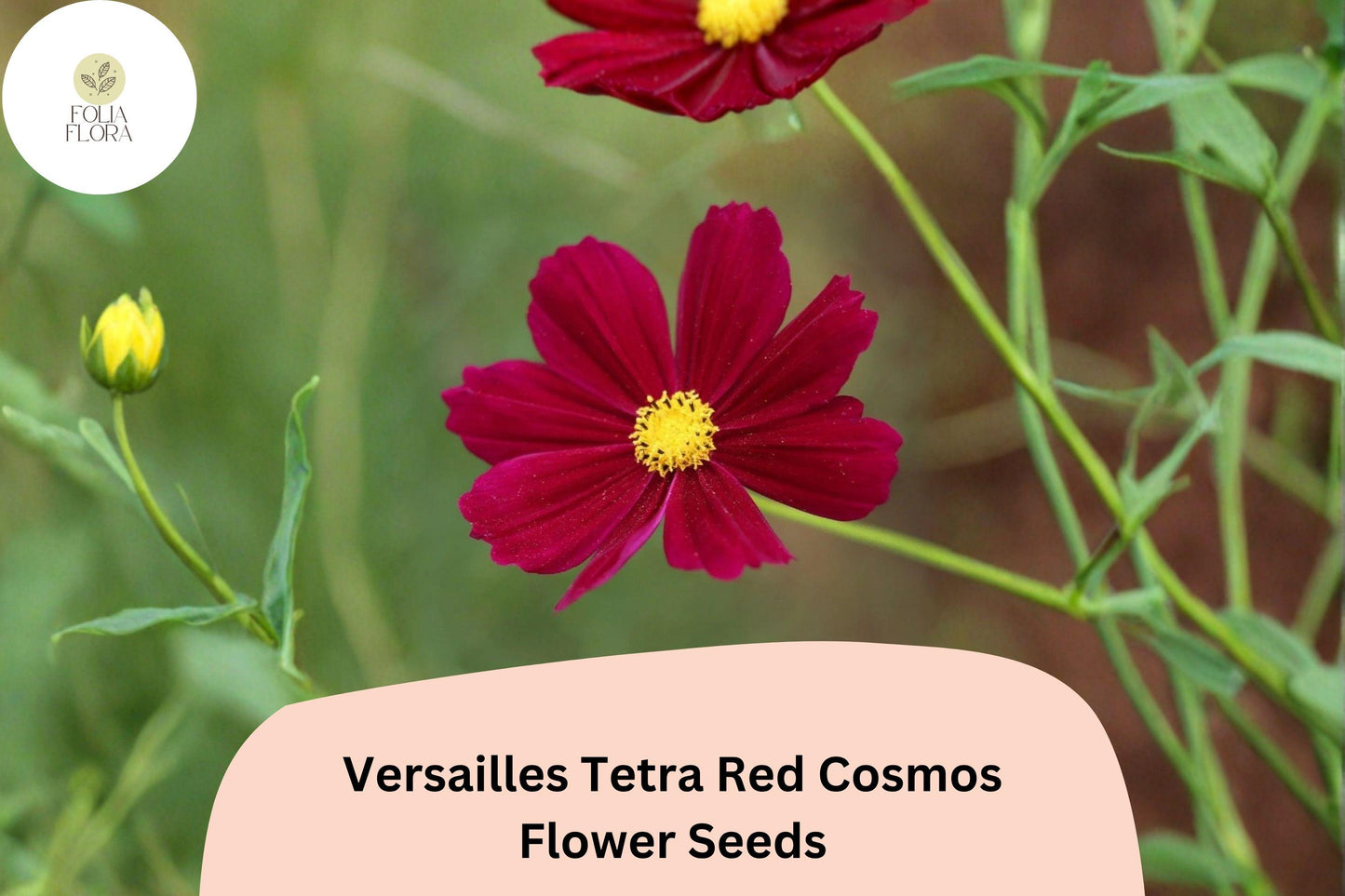 200+ Versailles Tetra Red Cosmos Seeds | Cosmos bipinnatus Bright Red Blooms | Tall Annual Garden Flower Seeds