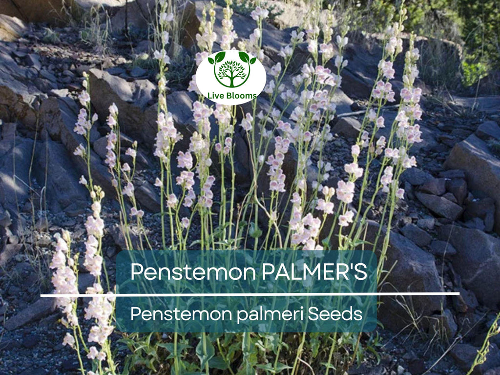 500 Seeds Penstemon PALMER'S Perennial, Hummingbird & Bee Friendly, Non-GMO, Scented Flowers, Long-Lasting Blooms, Penstemon palmeri Seeds
